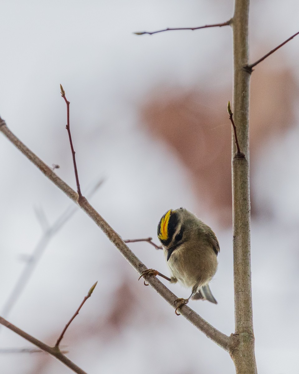 Golden-crowned Kinglet - ML646383564