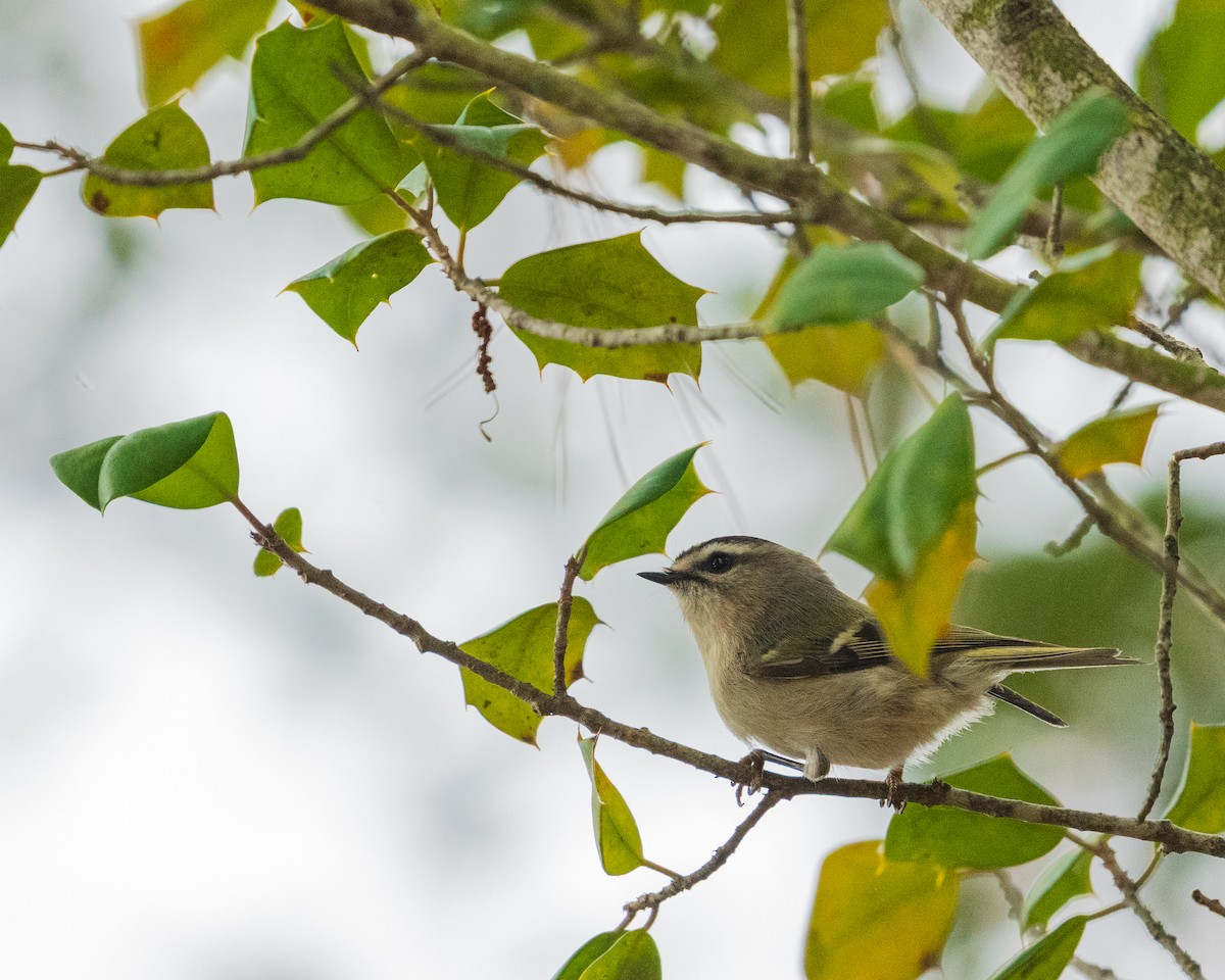 Golden-crowned Kinglet - ML646383565