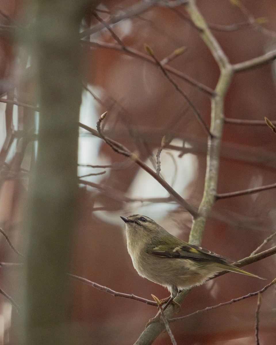 Erregetxo amerikarra - ML646383566