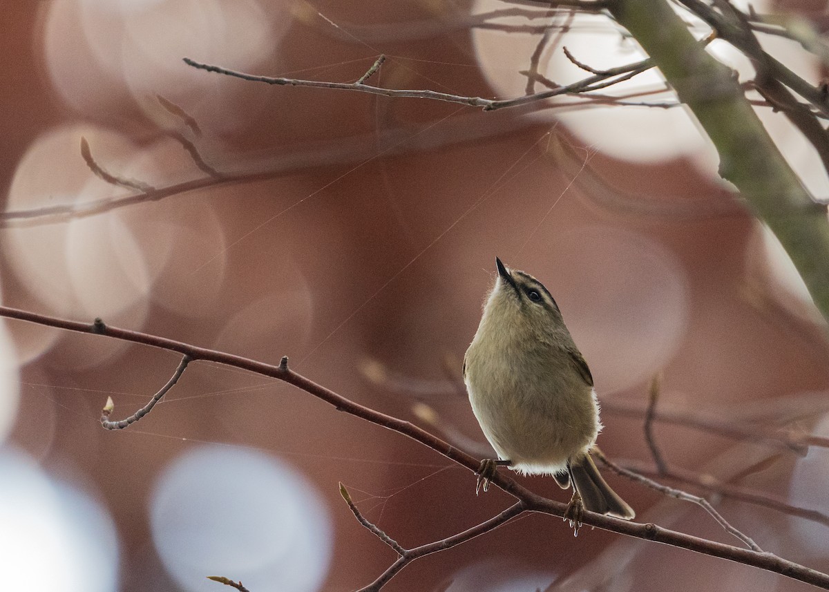 Erregetxo amerikarra - ML646383567