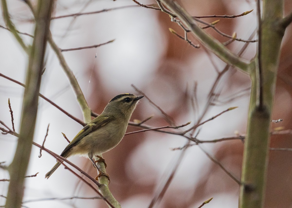 Erregetxo amerikarra - ML646383568