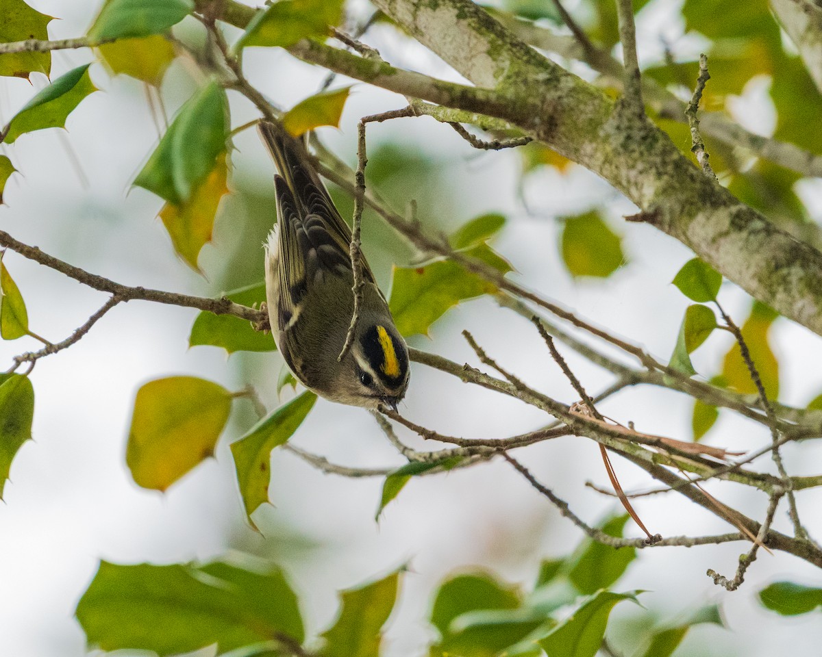 Erregetxo amerikarra - ML646383569