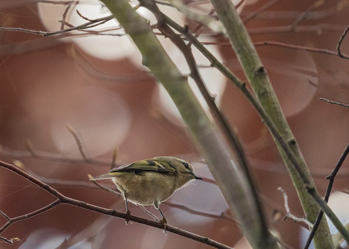 Roitelet à couronne dorée - ML646383570