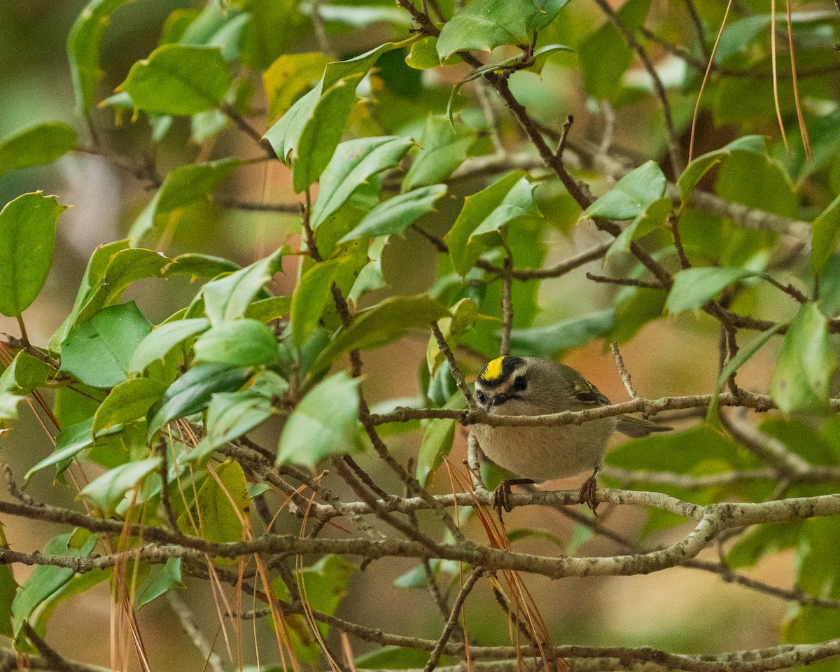 Roitelet à couronne dorée - ML646383571