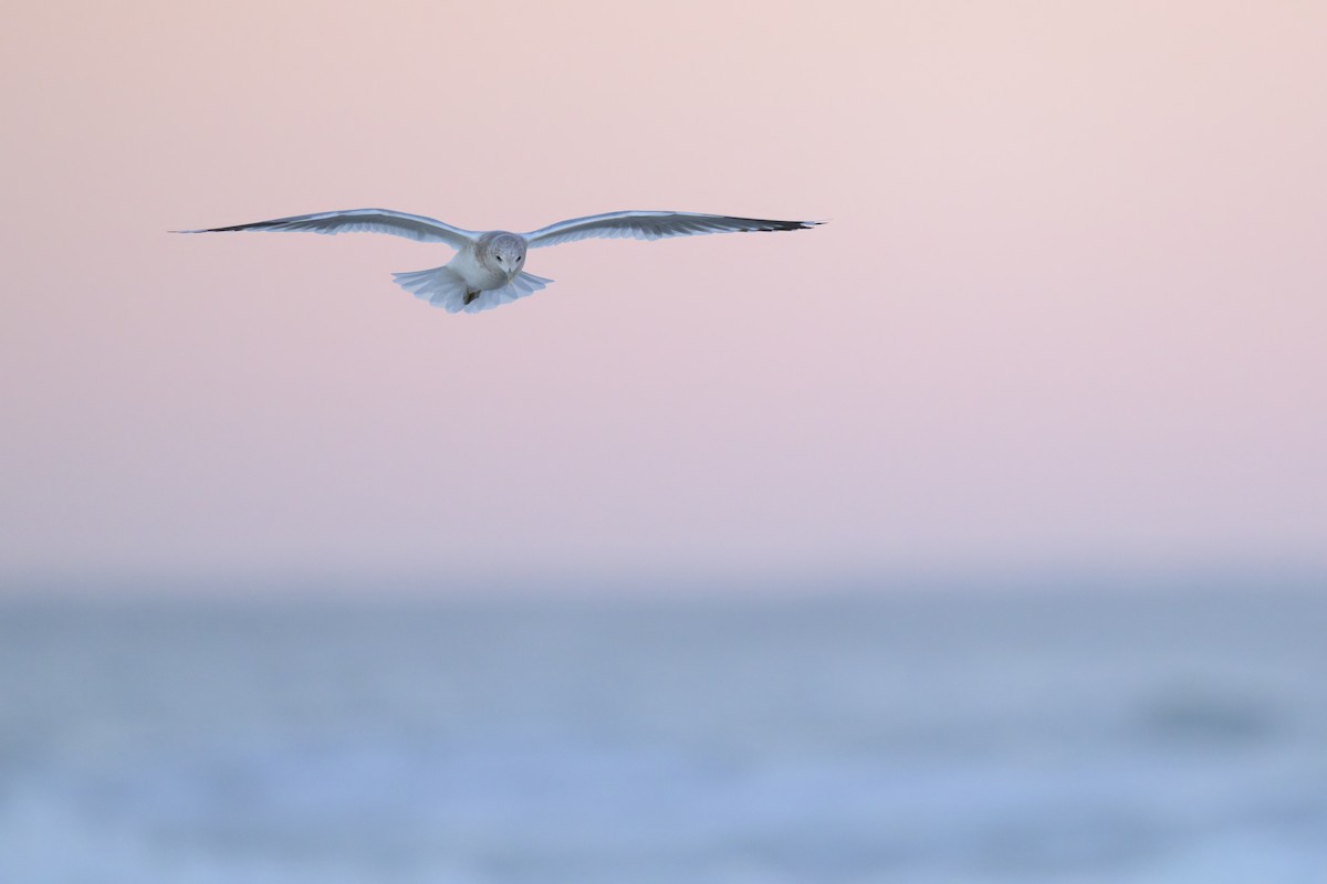 Short-billed Gull - ML646383573