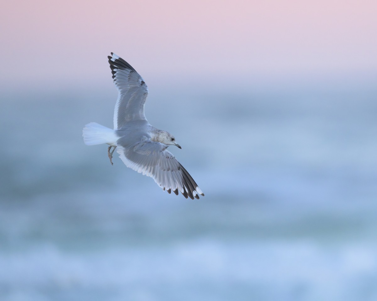 Short-billed Gull - ML646383574