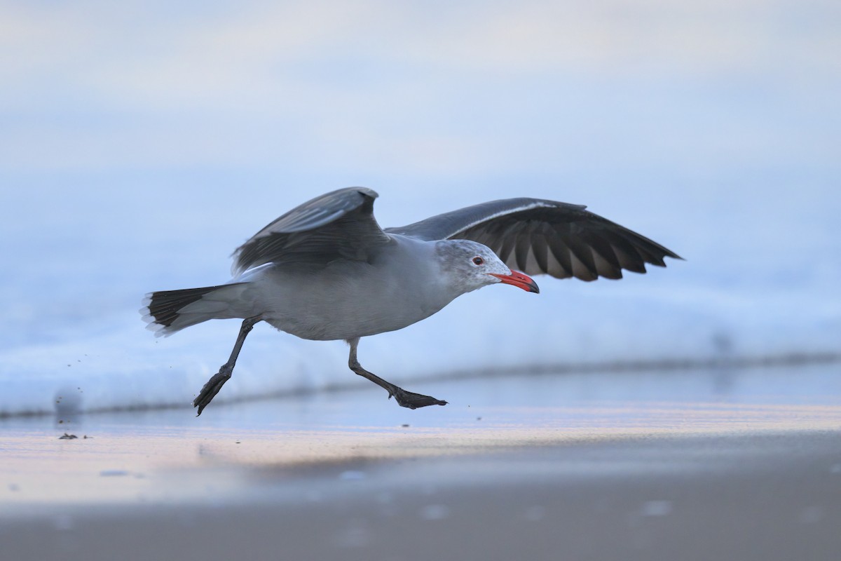 Heermann's Gull - ML646383575
