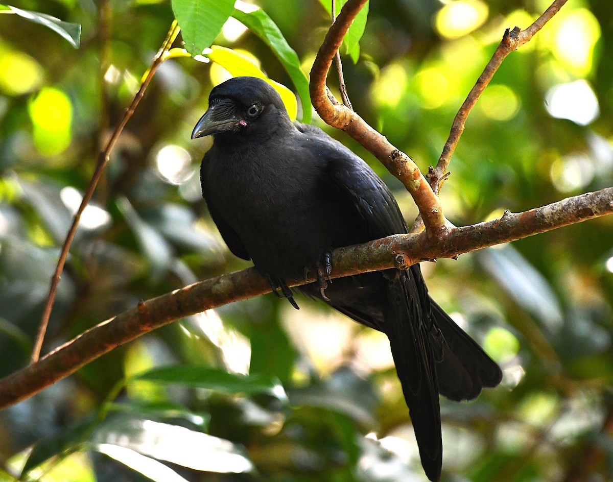 イエガラス - ML646383577