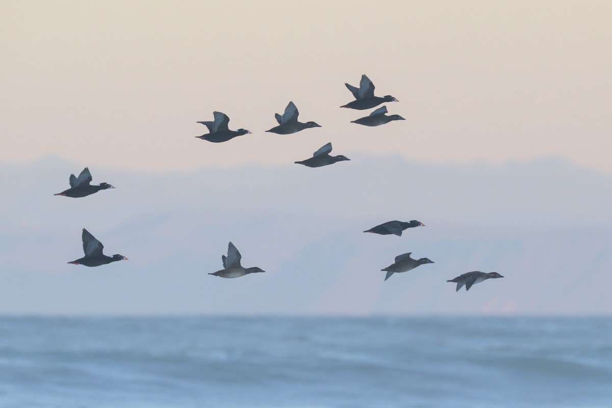 Surf Scoter - ML646383579