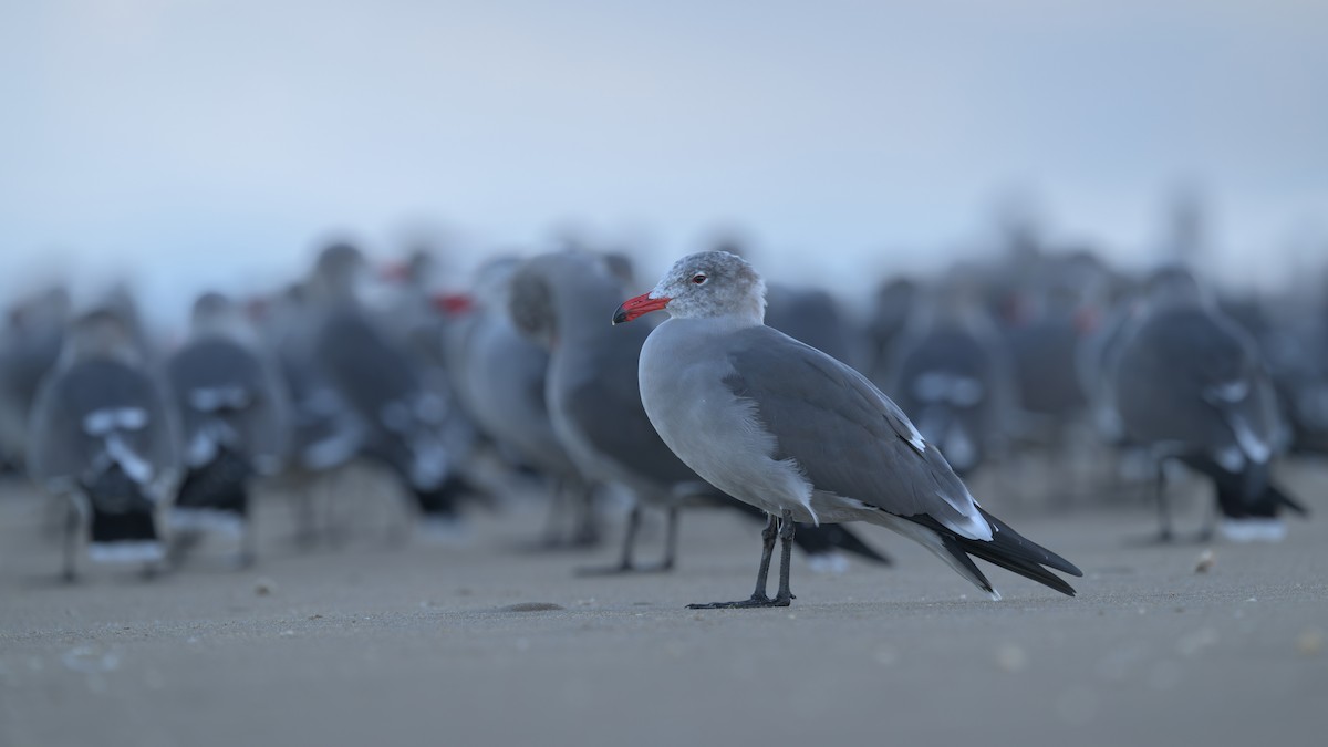 Heermann's Gull - ML646383581