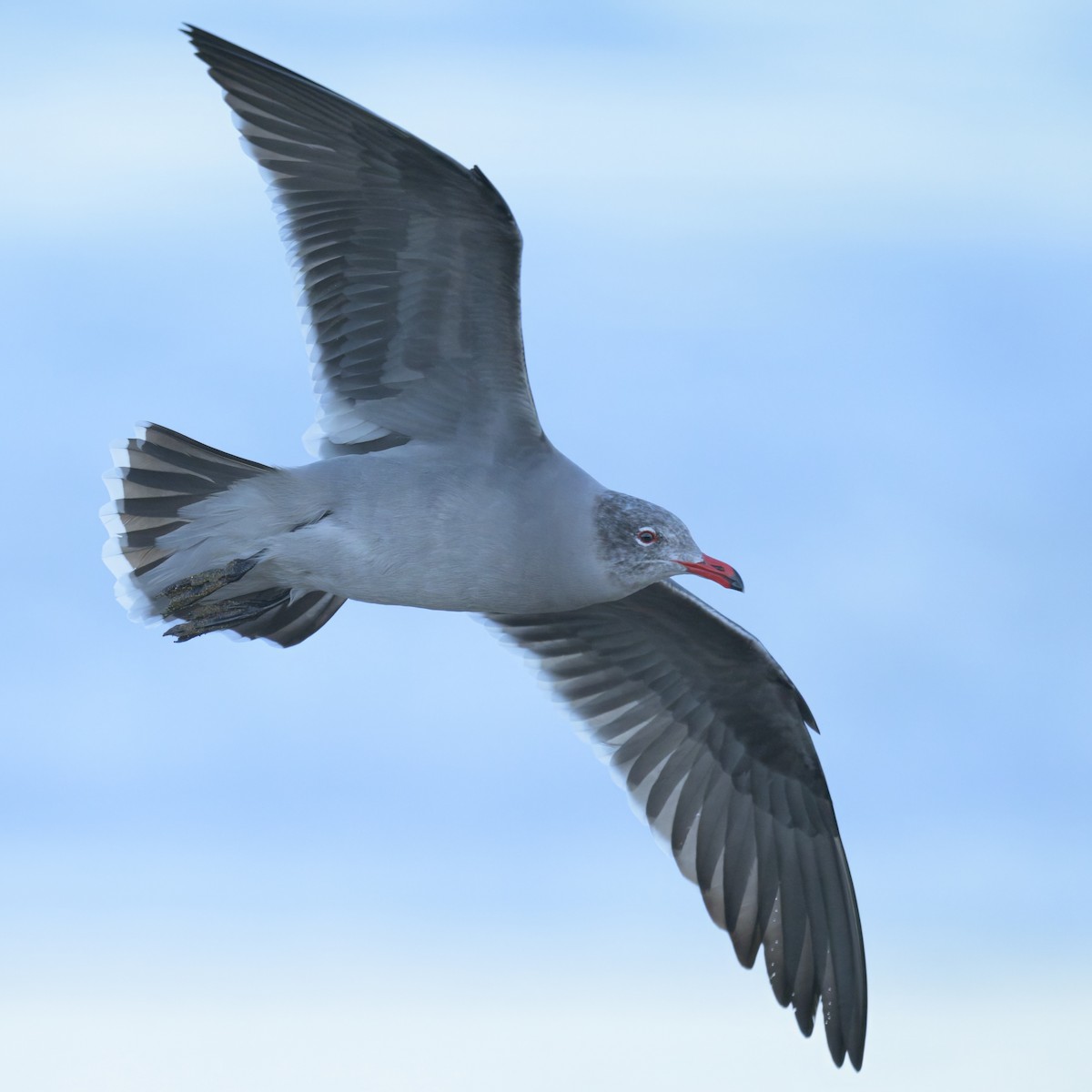 Heermann's Gull - ML646383582