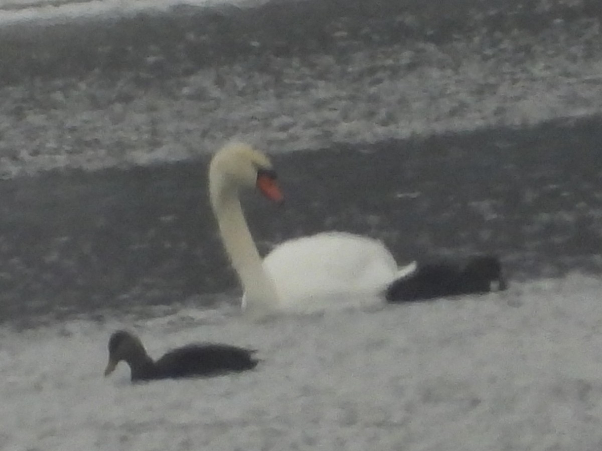 American Black Duck - ML646383585