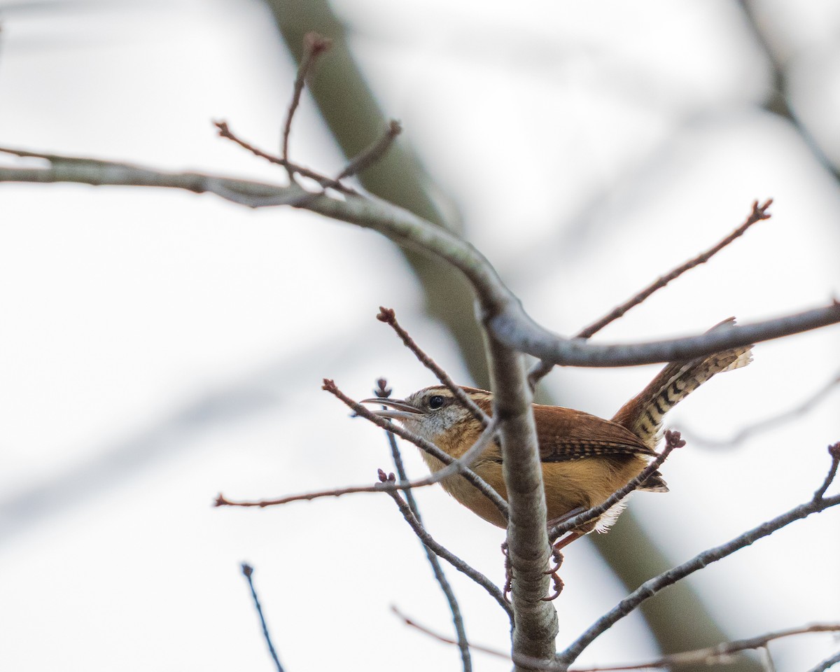 Carolina Wren - ML646383586