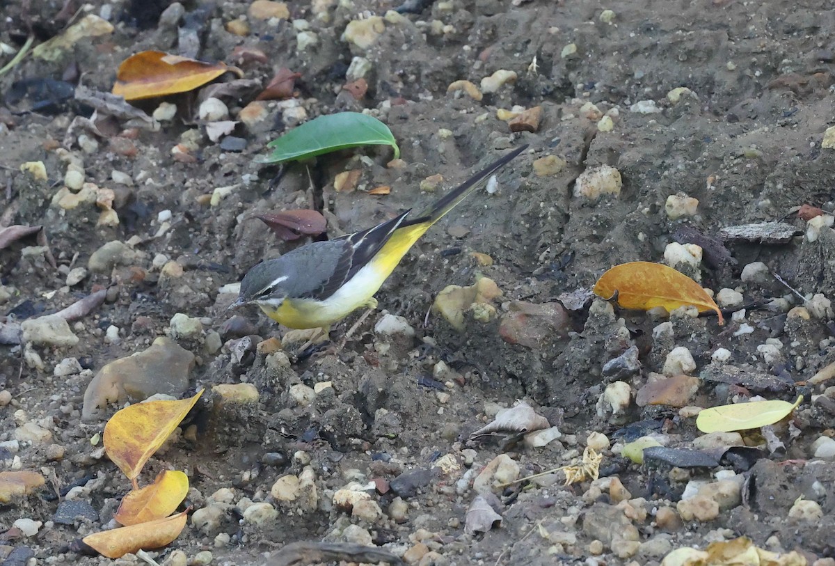 灰鶺鴒 - ML646383587