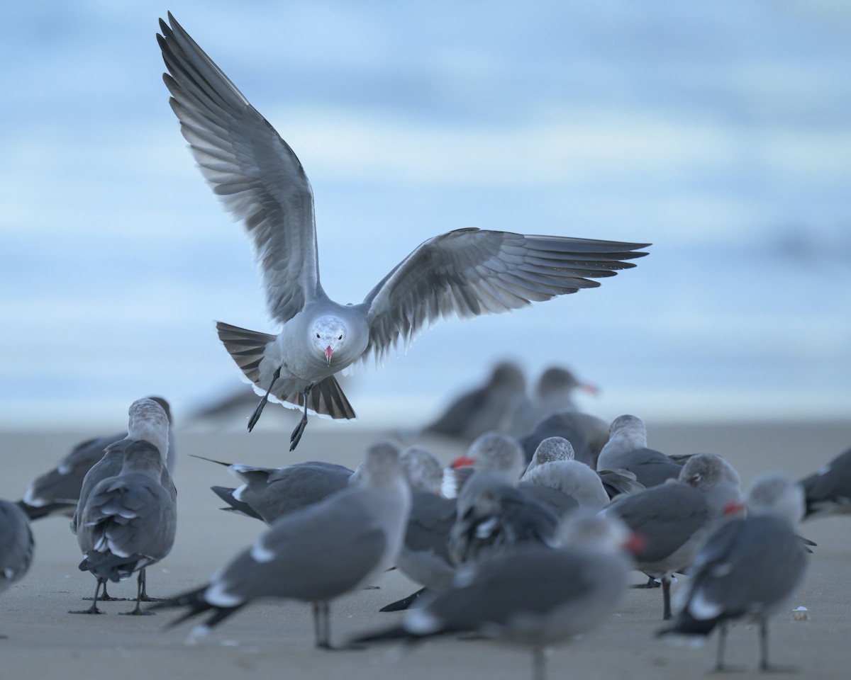 Heermann's Gull - ML646383590