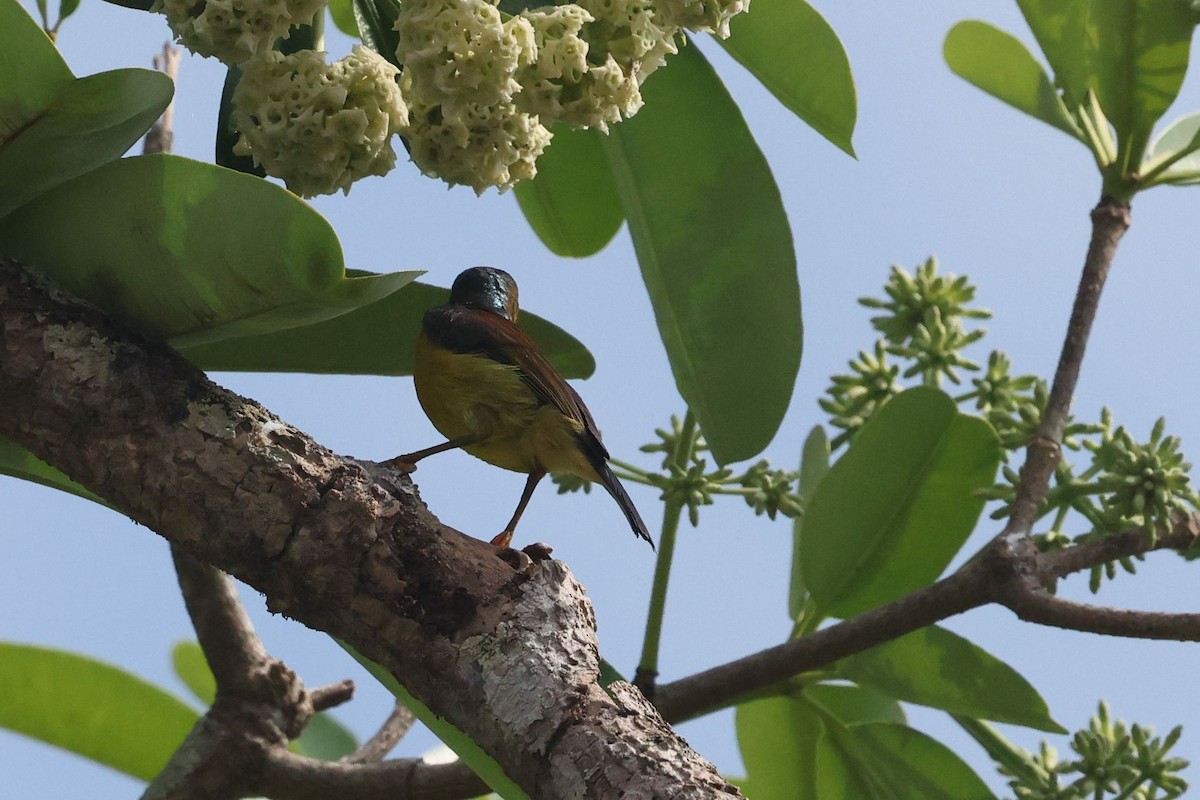 Brown-throated Sunbird - ML646383591