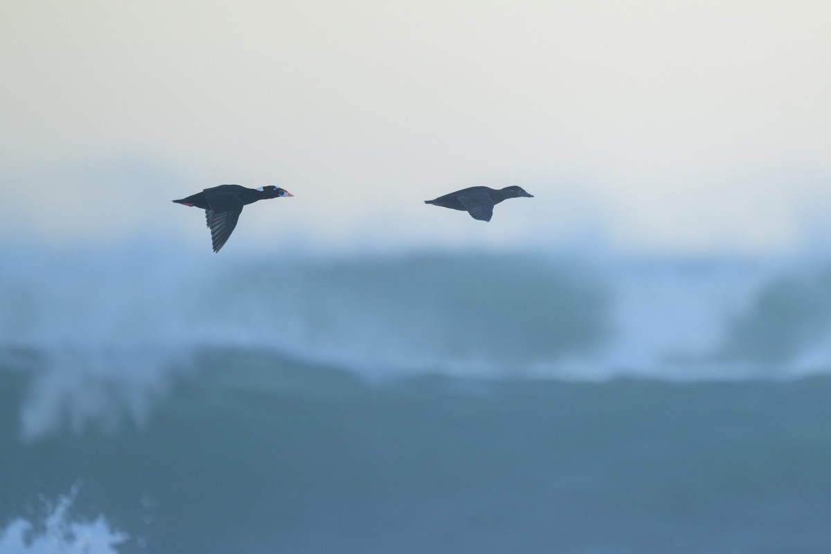 Surf Scoter - ML646383594