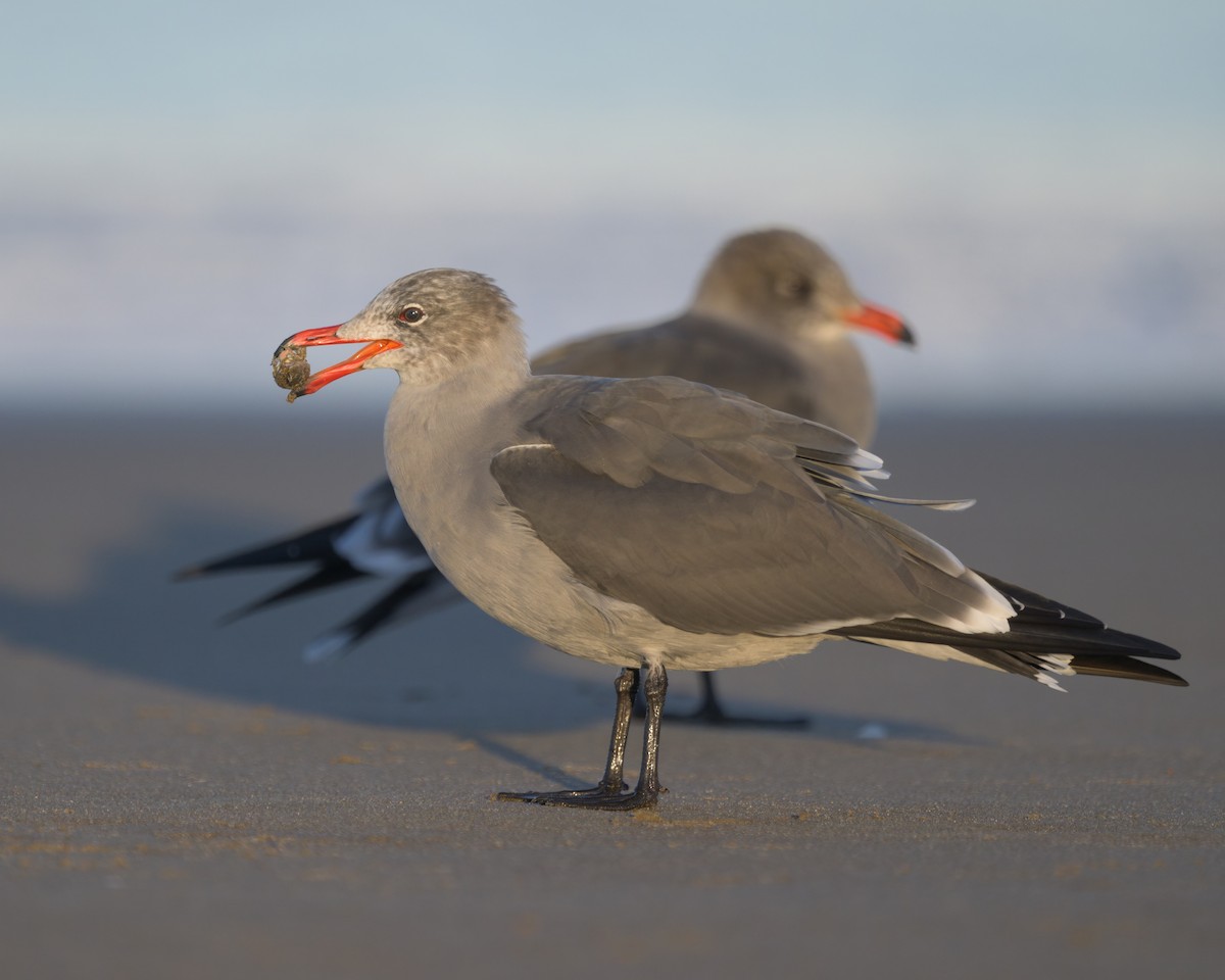 Heermann's Gull - ML646383596