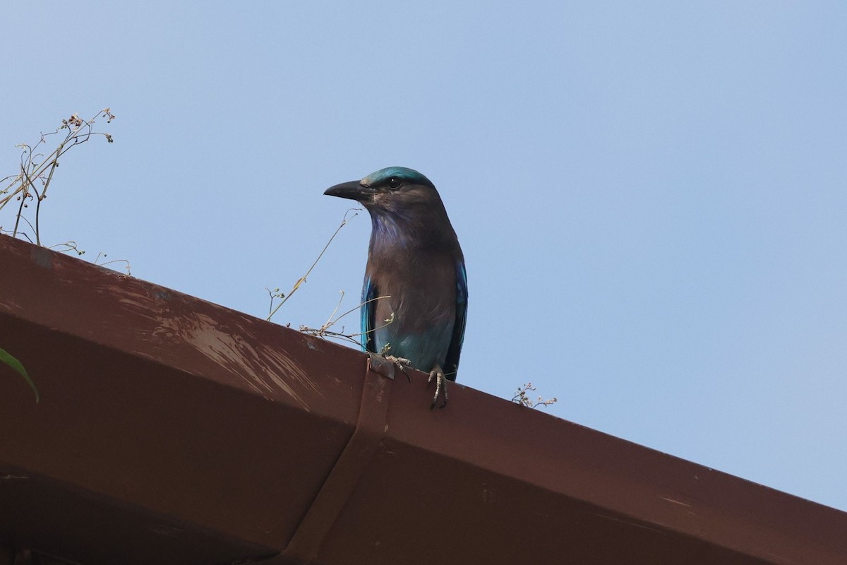 Indochinese Roller - ML646383598