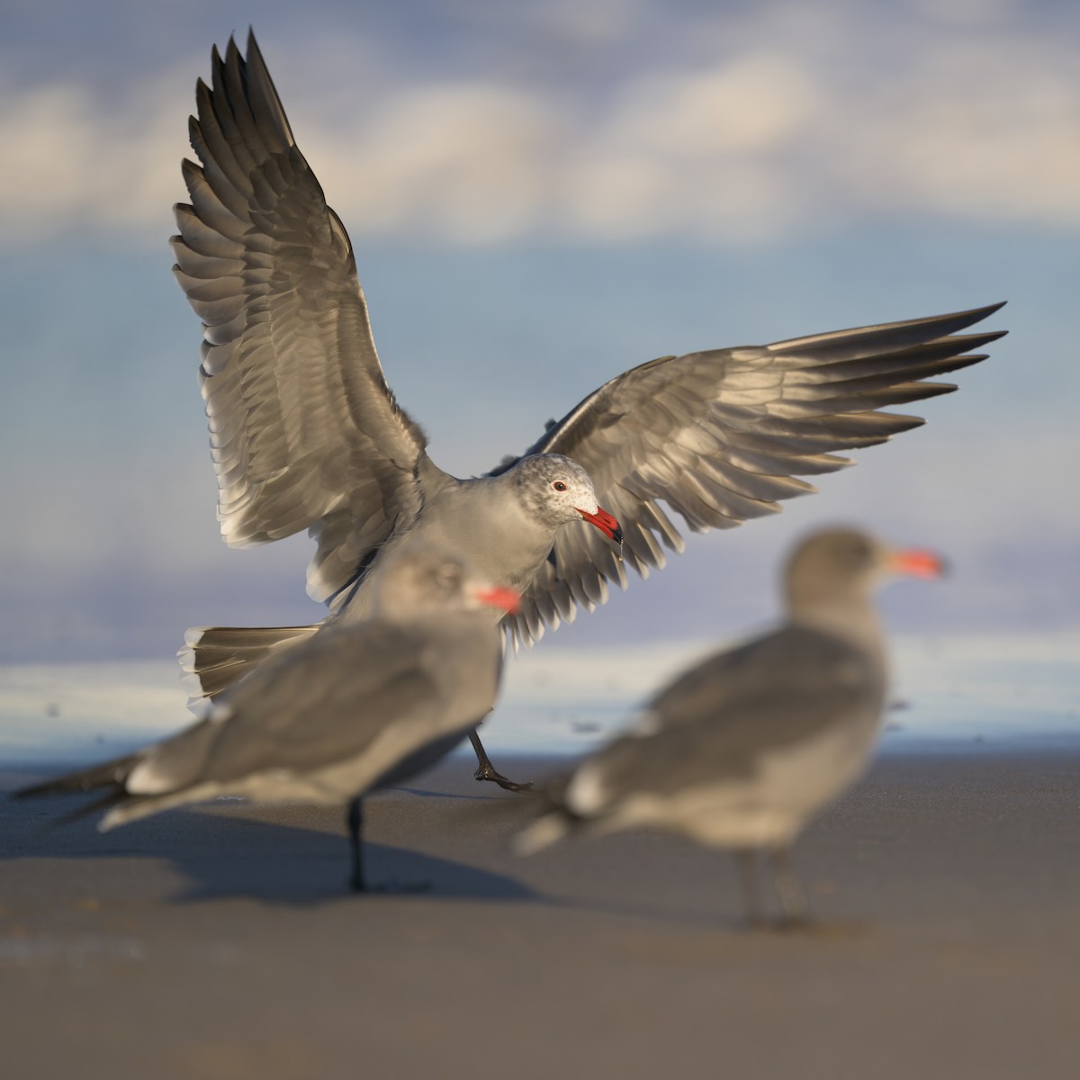 Heermann's Gull - ML646383602