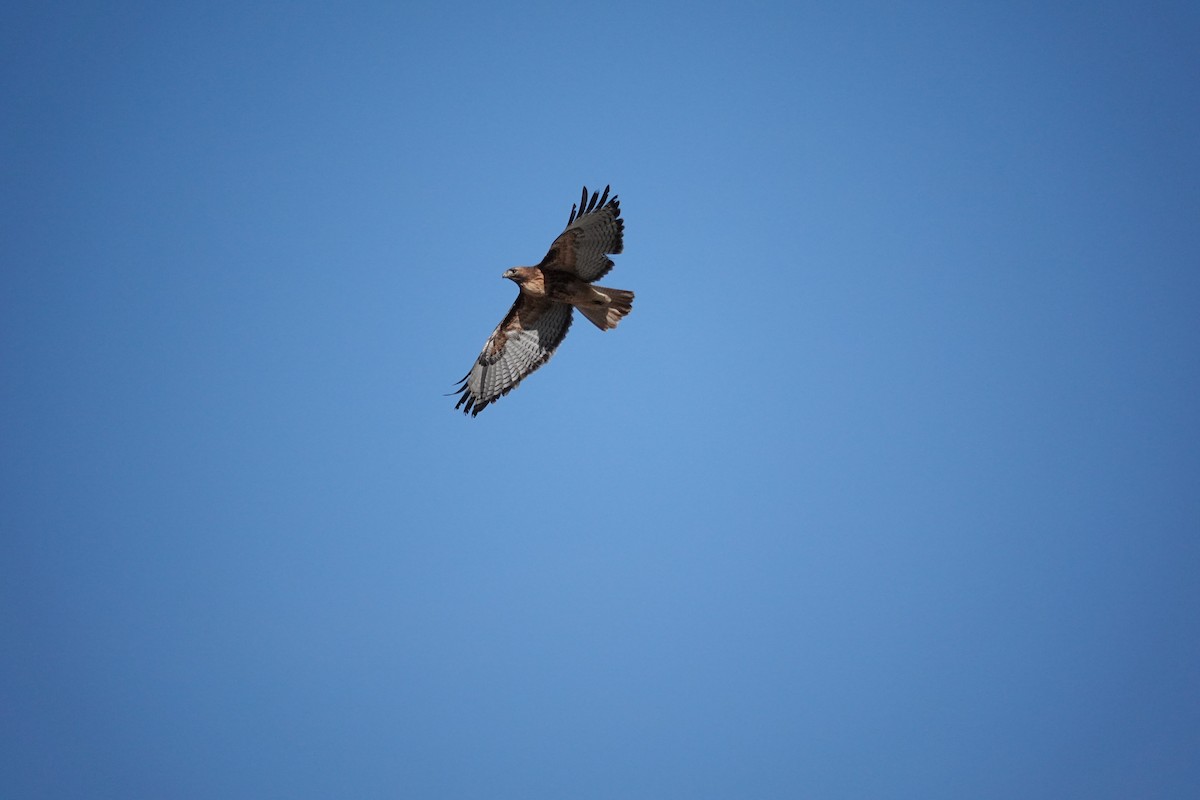 Buse à queue rousse - ML646383605