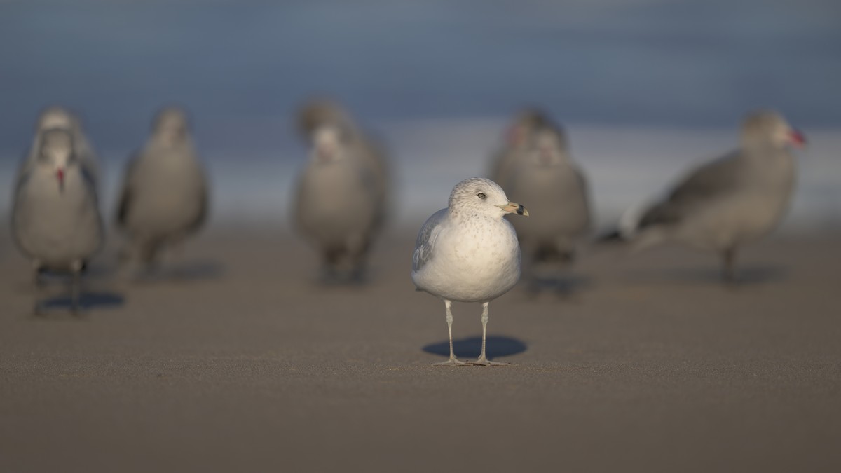 Ring-billed Gull - ML646383606