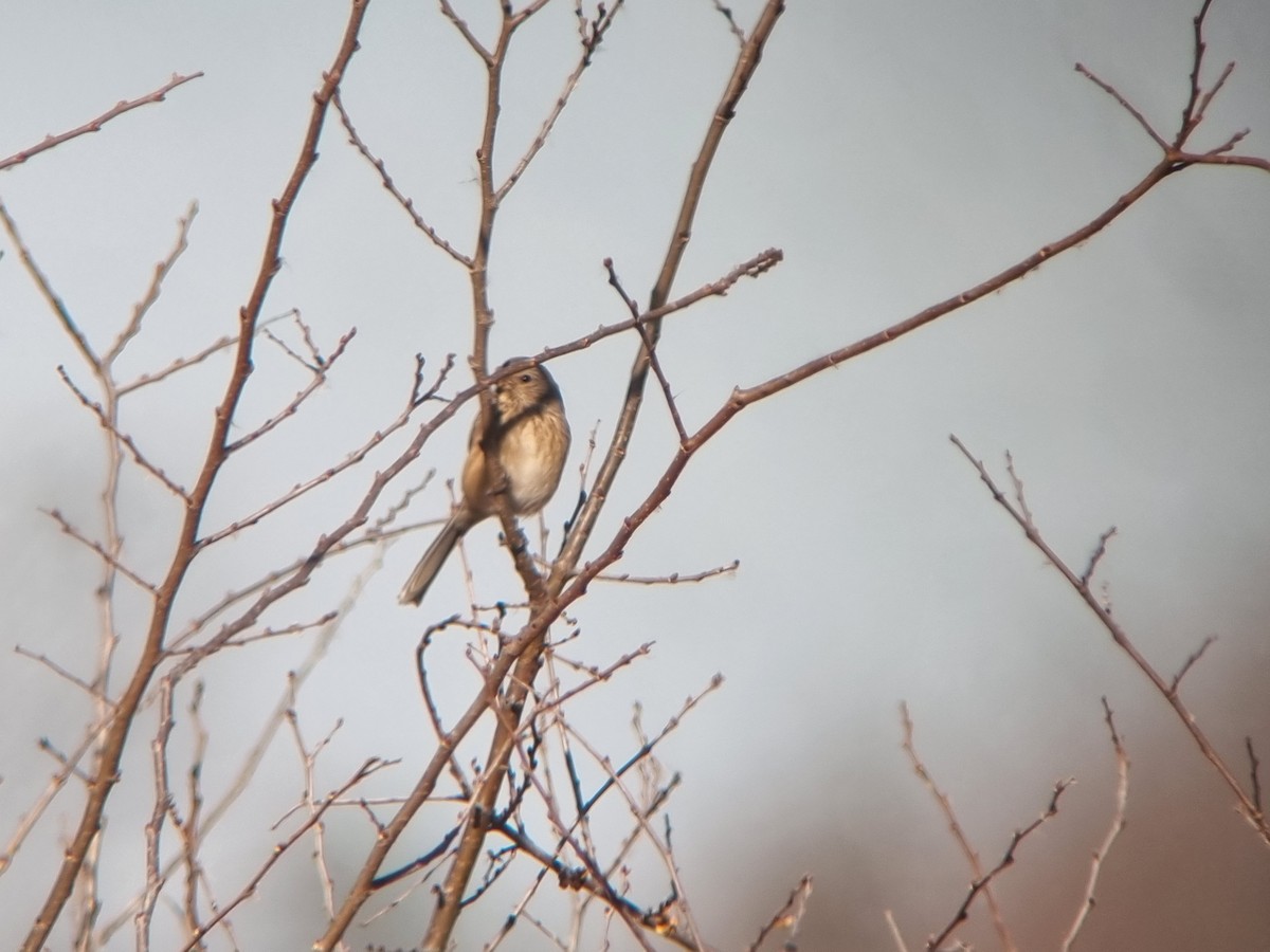 Roselin à longue queue - ML646383607