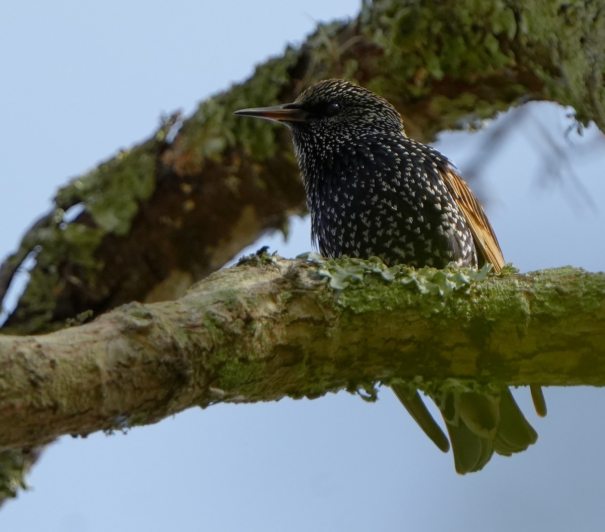 Étourneau sansonnet - ML646383608