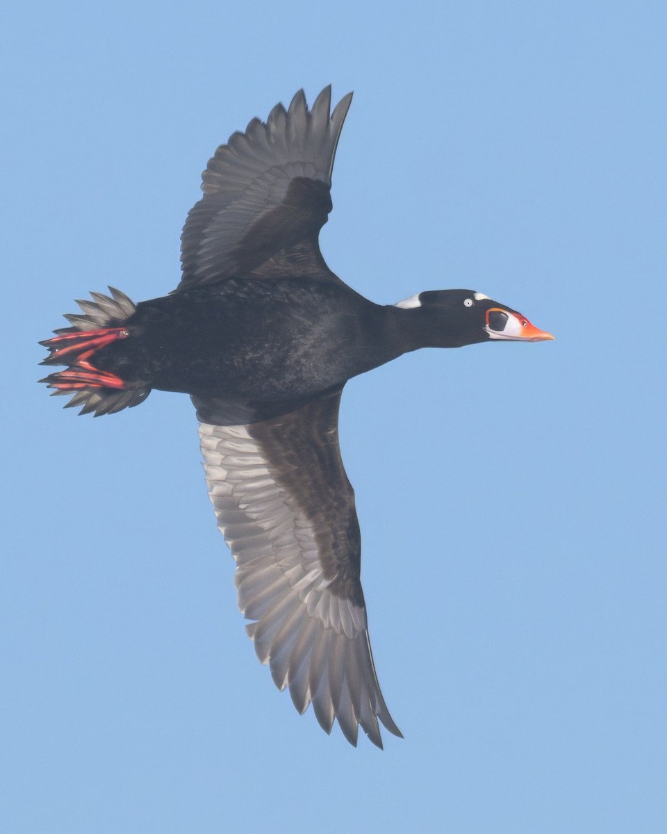 Macreuse à front blanc - ML646383609