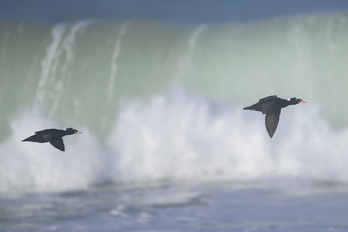 Macreuse à front blanc - ML646383610