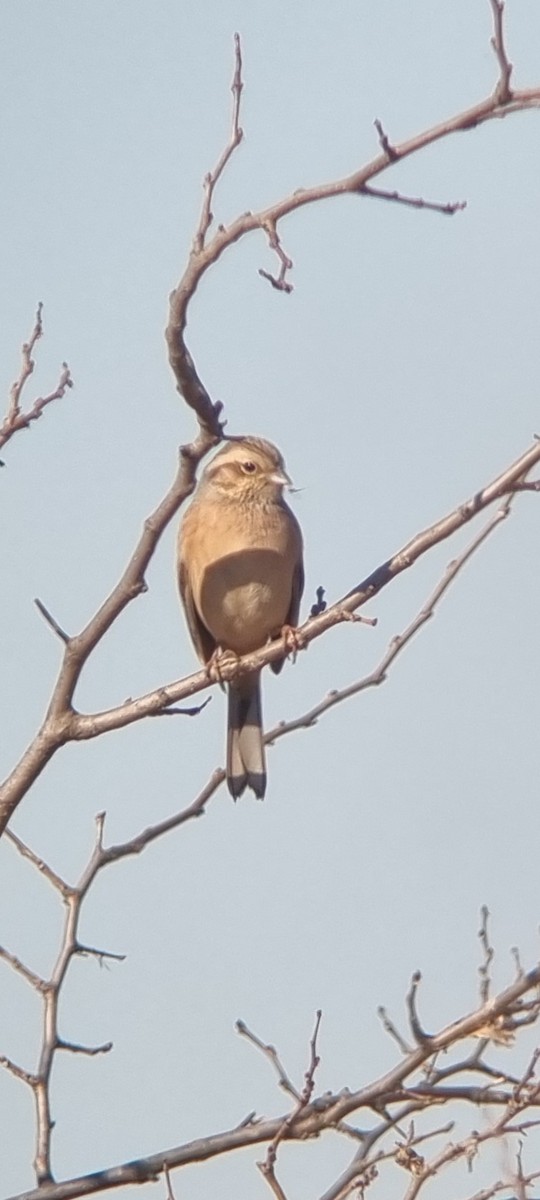 Bruant à longue queue - ML646383611