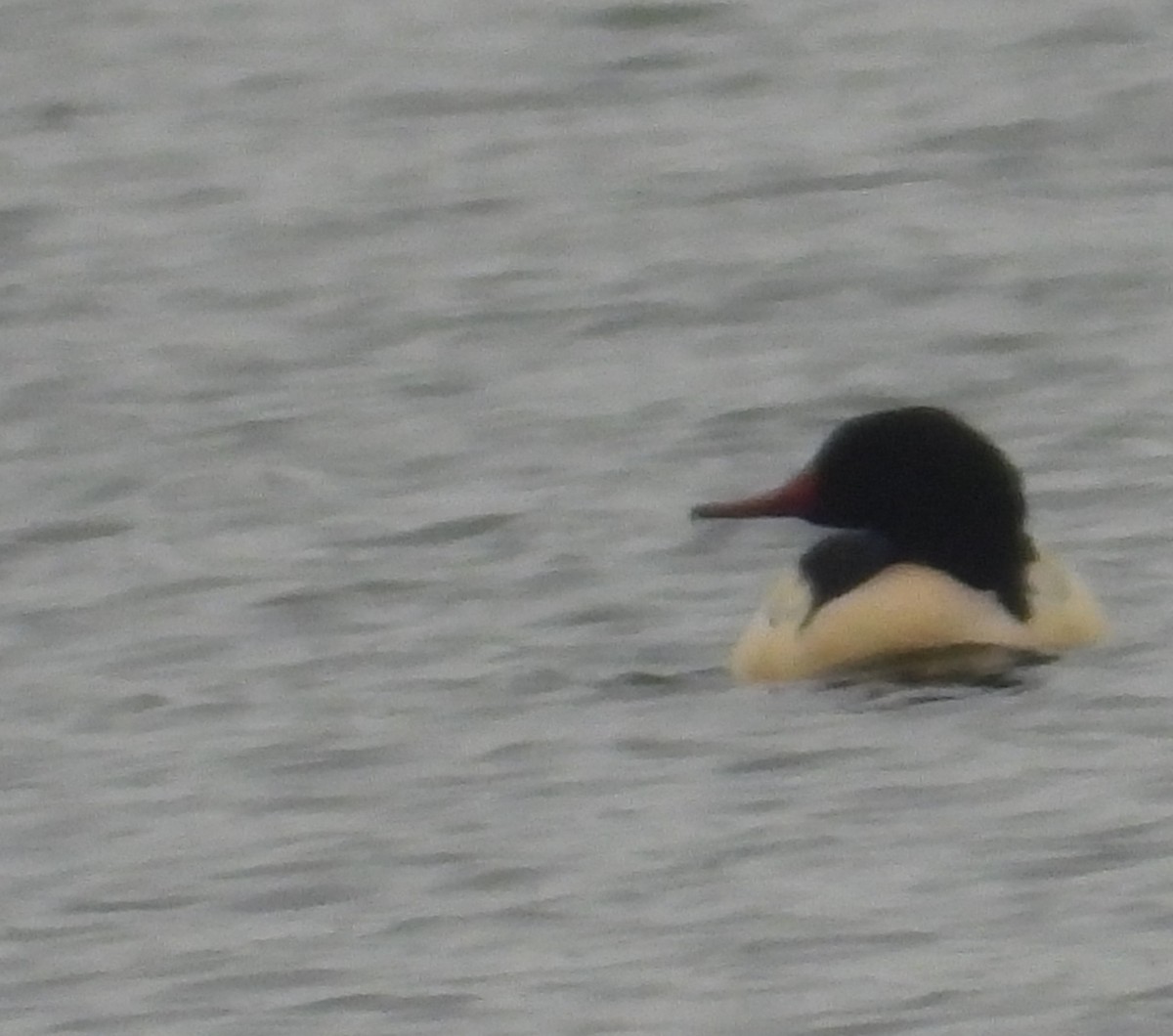 Grand Harle - ML646383612