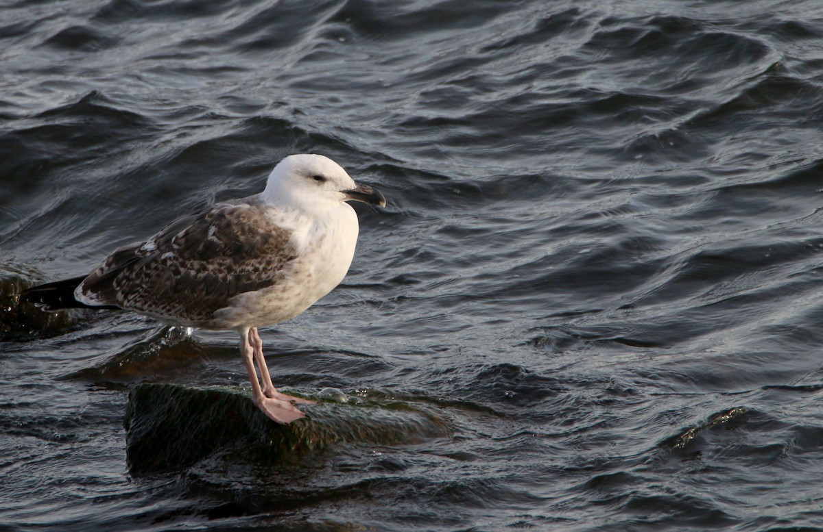Goéland marin - ML646383613