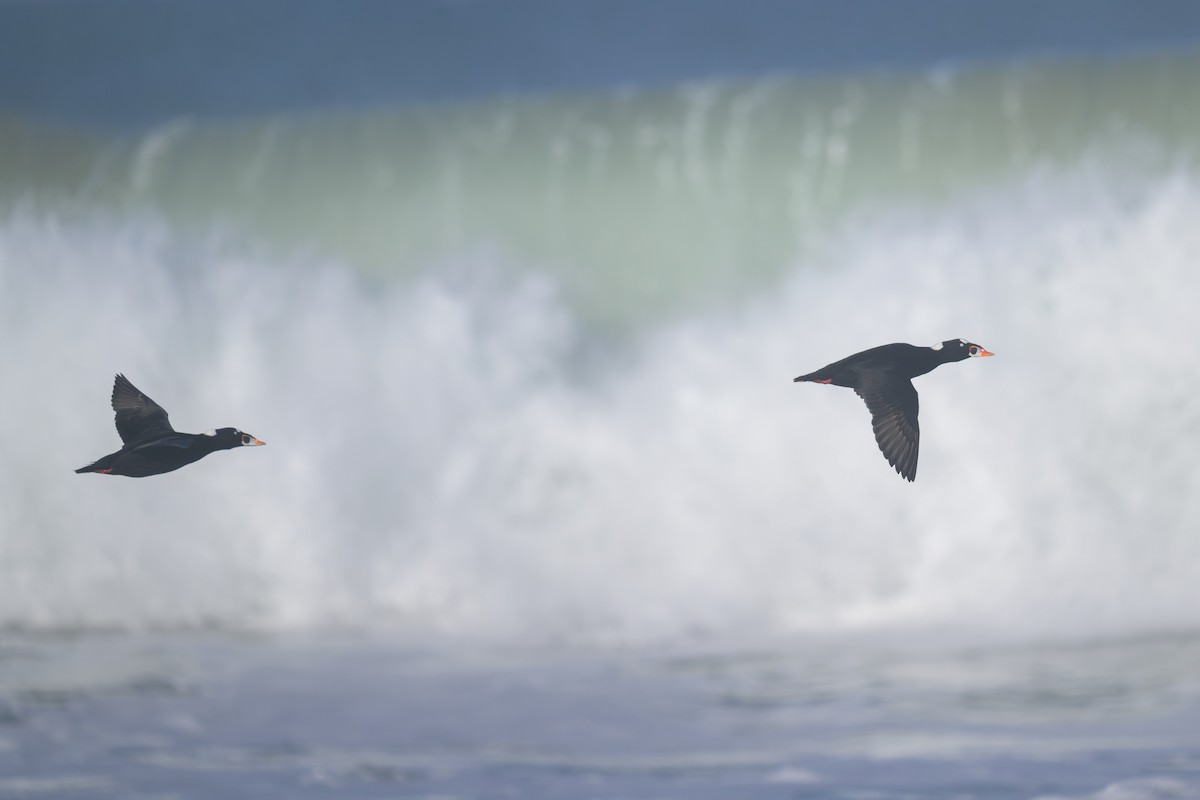 Macreuse à front blanc - ML646383614