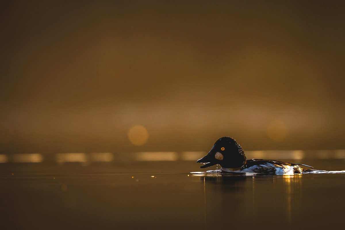 Garrot à oeil d'or - ML646383615