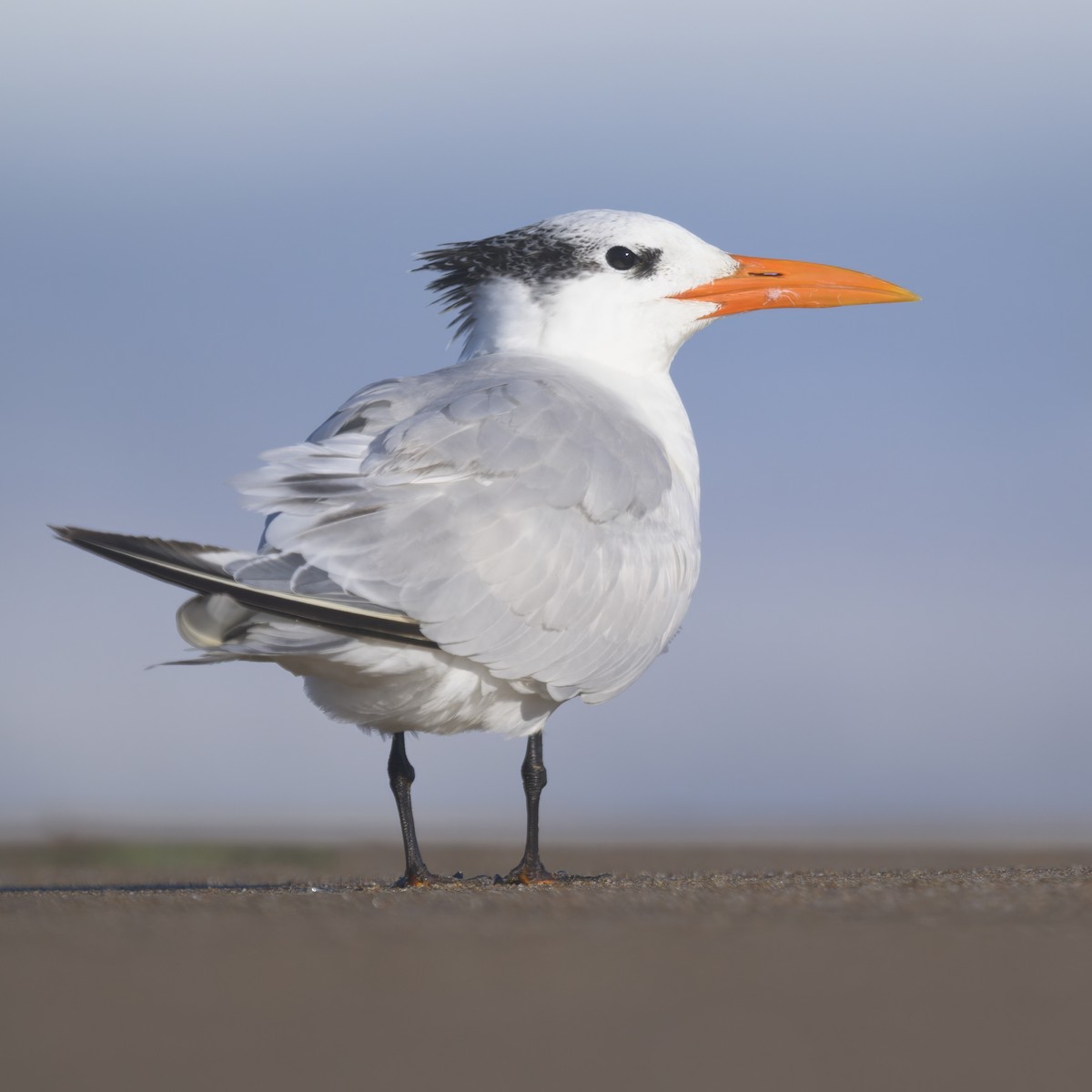 Sterne royale - ML646383616