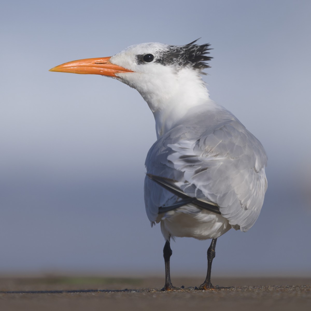 Sterne royale - ML646383617