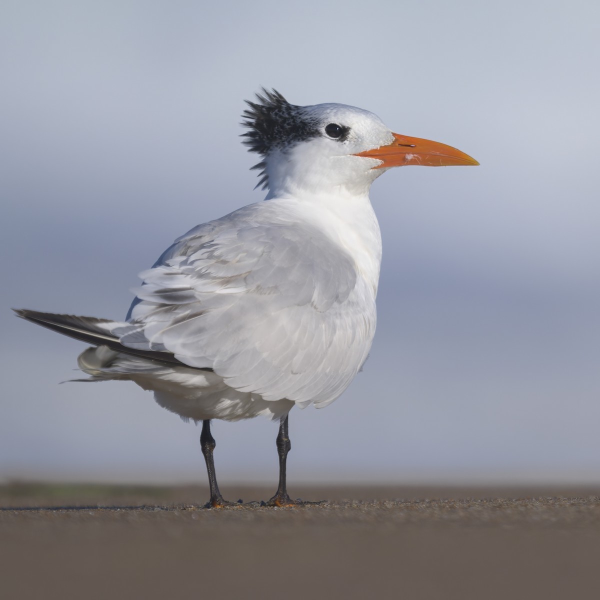 Sterne royale - ML646383618