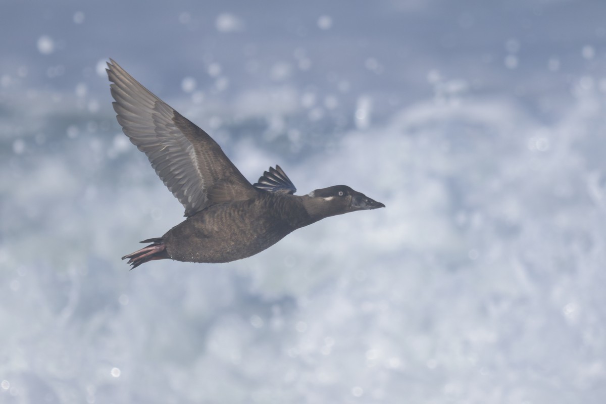 Macreuse à front blanc - ML646383620