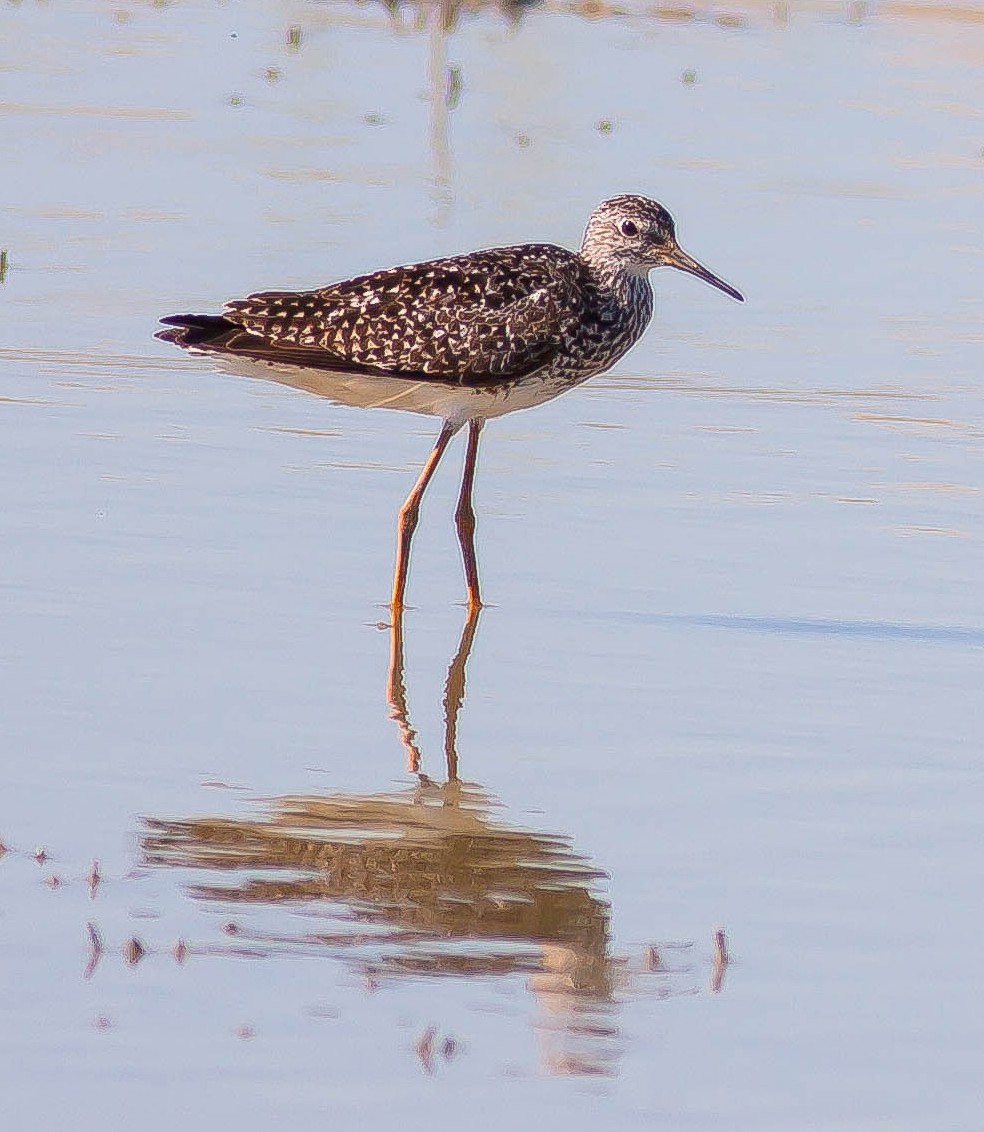Petit Chevalier - ML646383621
