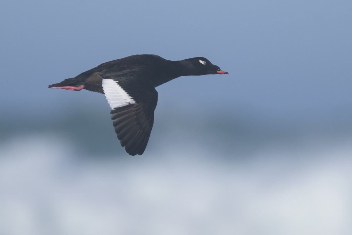 Macreuse à ailes blanches - ML646383622