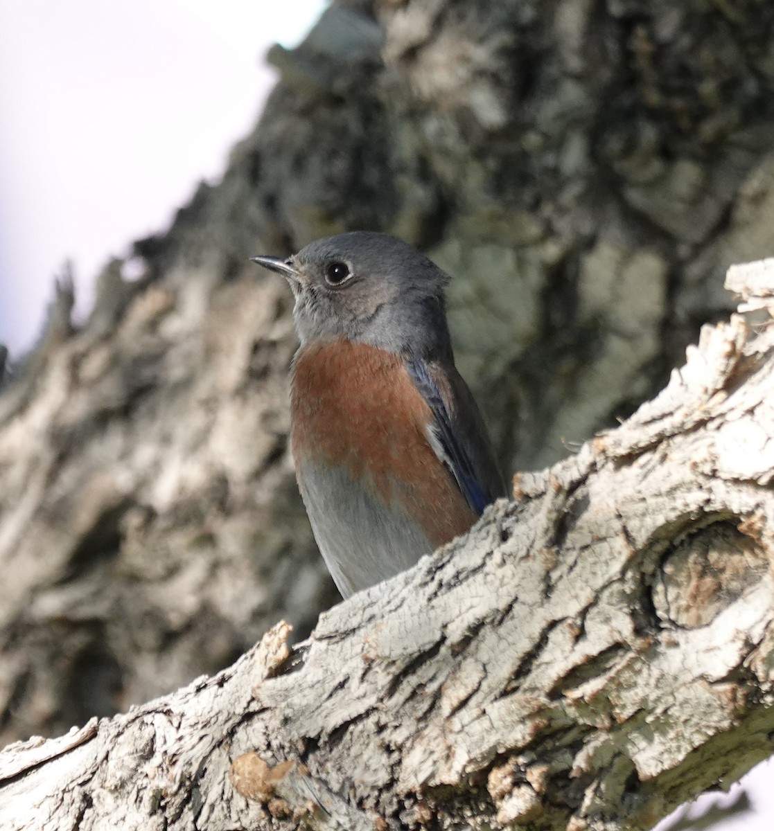 Merlebleu de l'Ouest - ML646383623