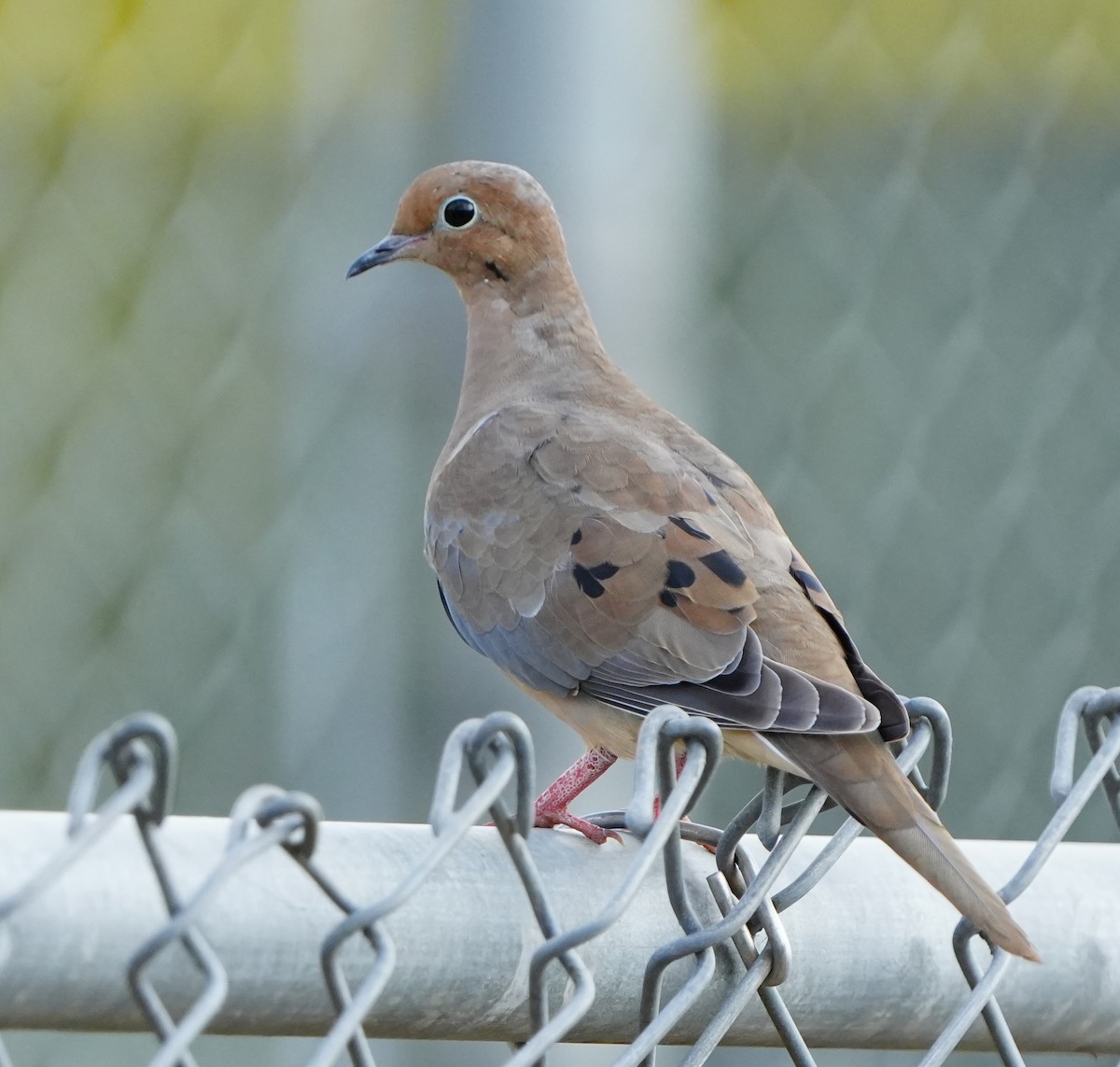 Tourterelle triste - ML646383625