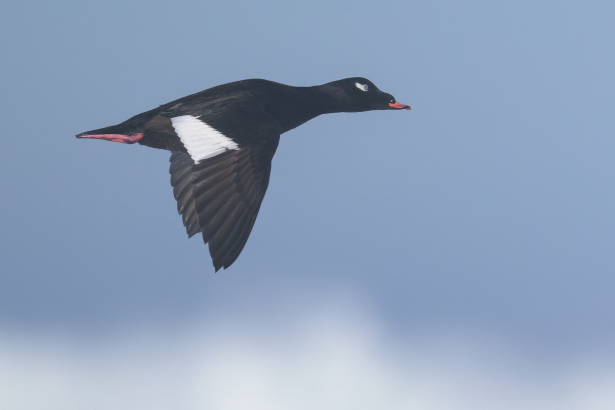 Macreuse à ailes blanches - ML646383626