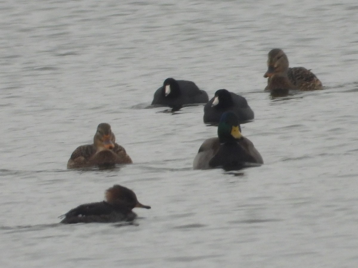 Harle couronné - ML646383627