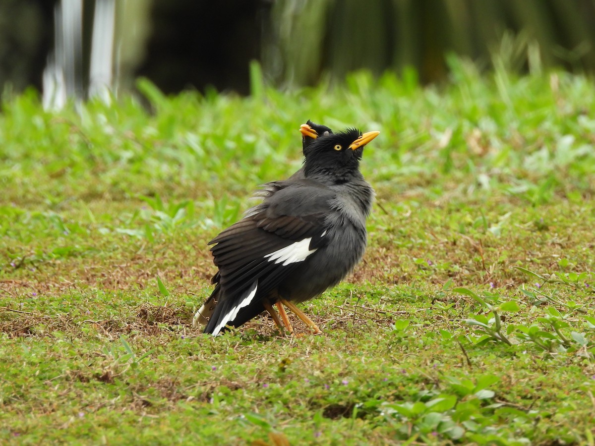 Martin de Java - ML646383628