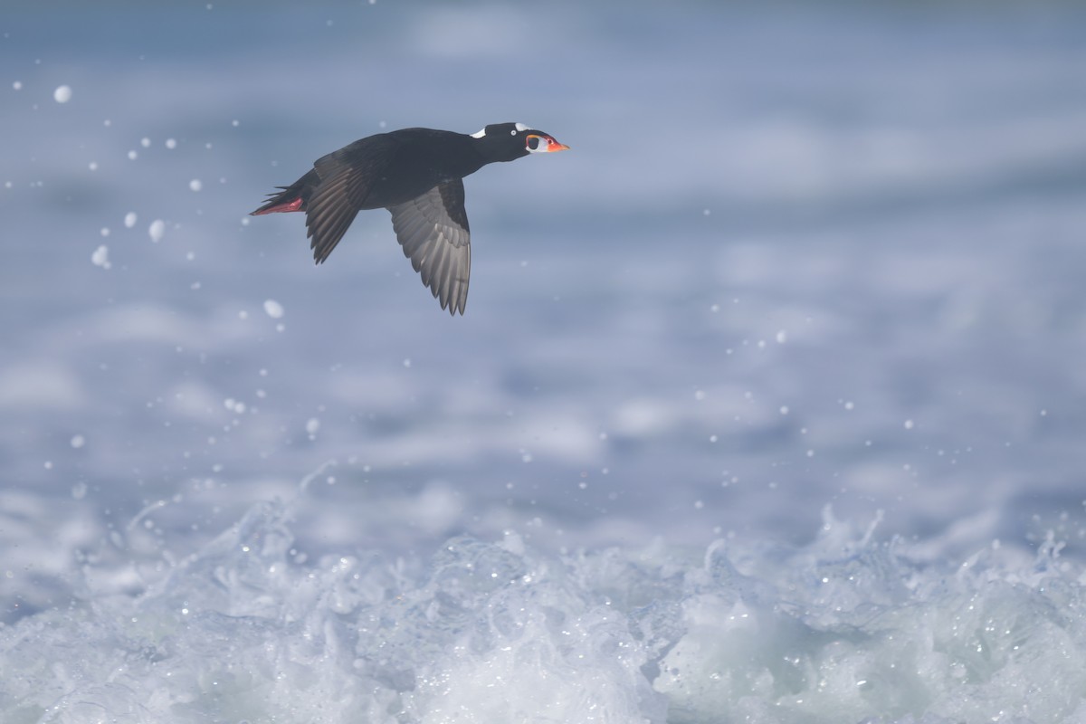 Macreuse à front blanc - ML646383629