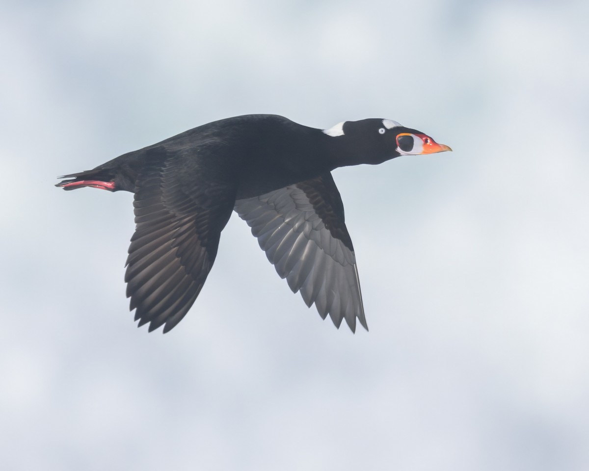 Macreuse à front blanc - ML646383630