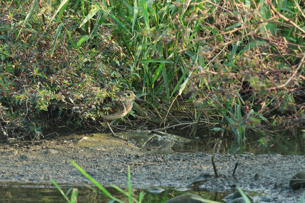 Rhynchée peinte - ML646383631