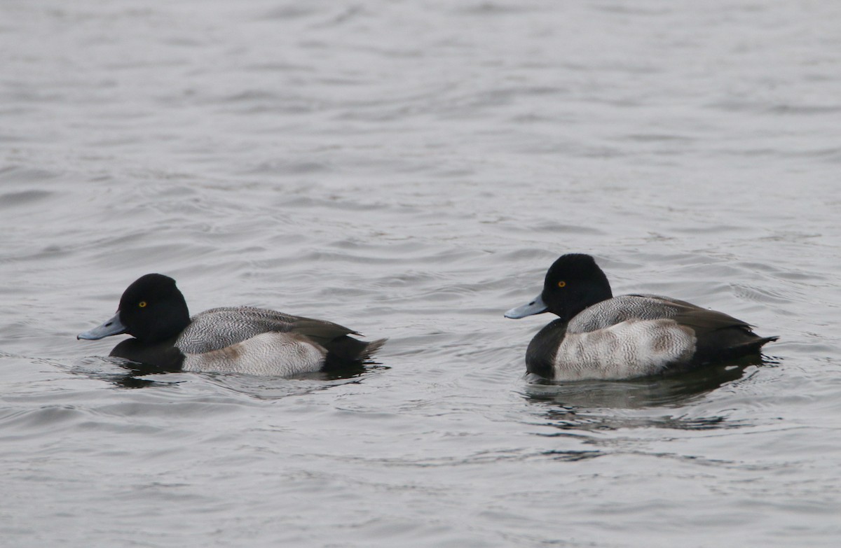 Petit Fuligule - ML646383632